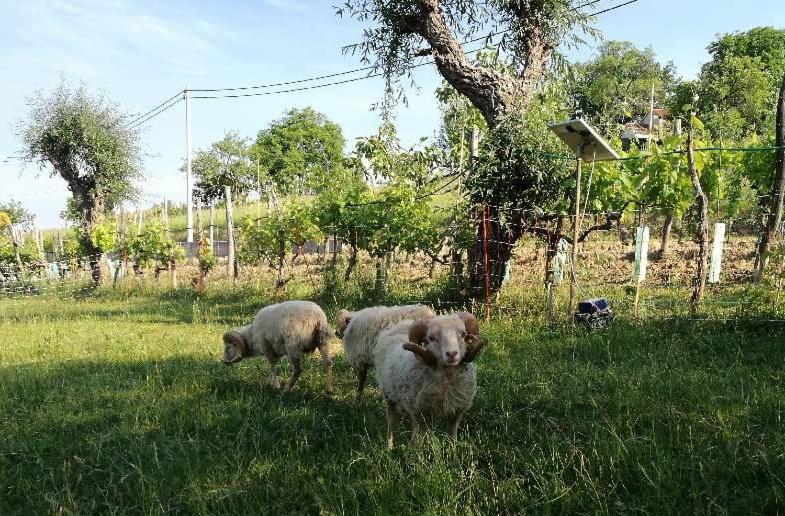 Wine House Rakar Vendégház Gračišče Kültér fotó