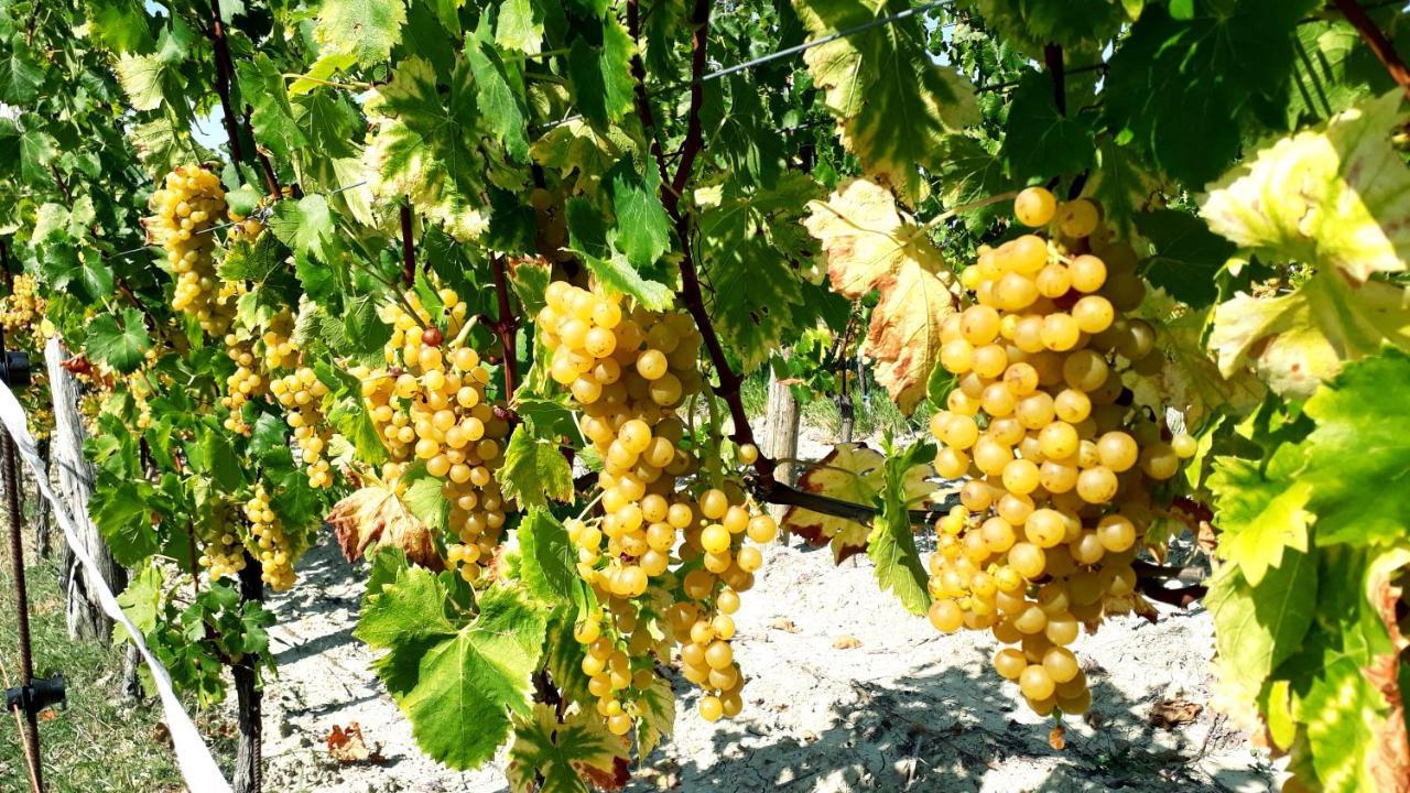 Wine House Rakar Vendégház Gračišče Kültér fotó